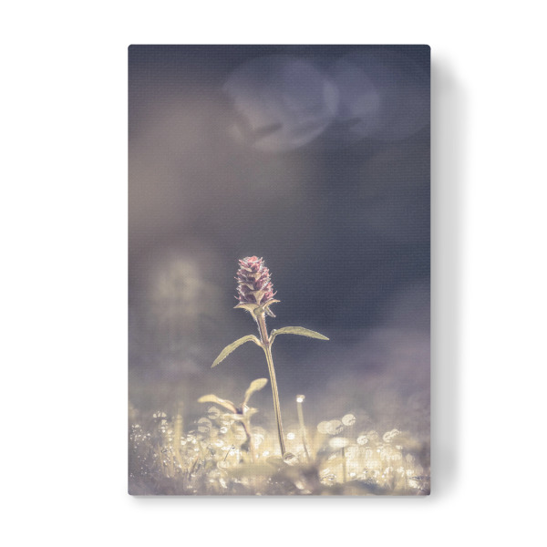 Leinwandbild "Braunelle" artboxONE - Natur,Floral