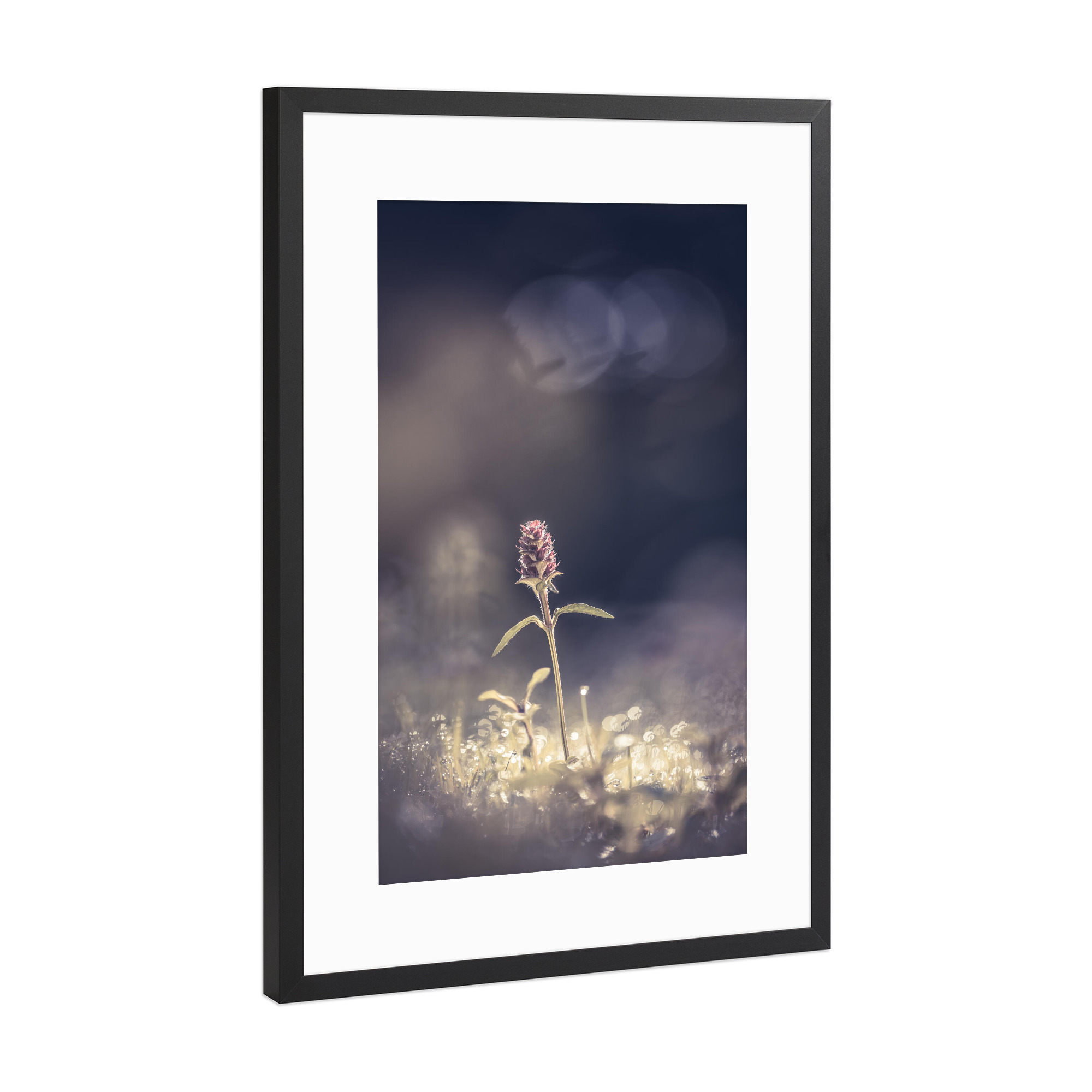 Poster mit Rahmen Schwarz (Metallic) "Braunelle" artboxONE - Natur,Floral