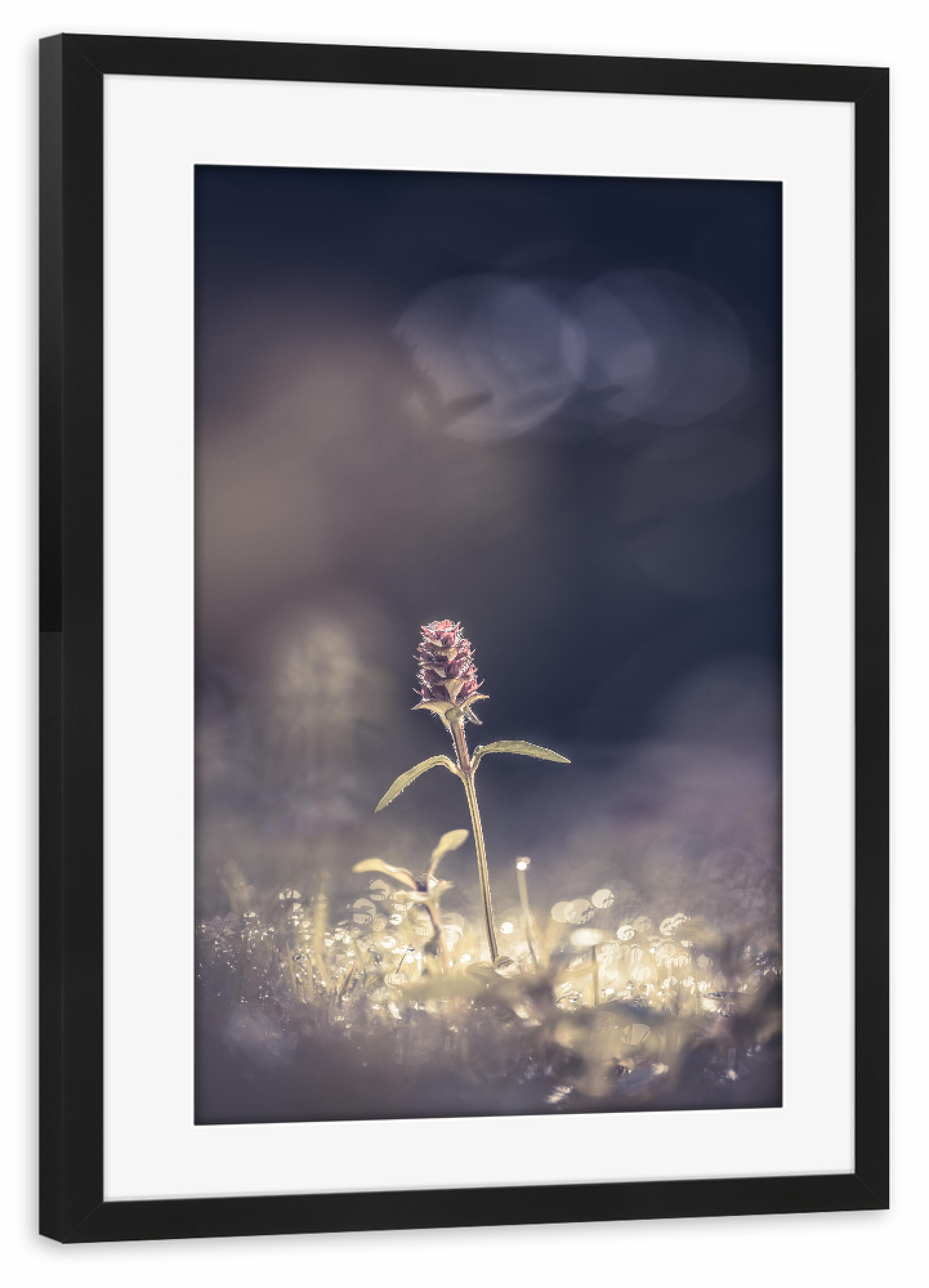 Poster mit Rahmen schwarz "Braunelle" artboxONE - Natur,Floral