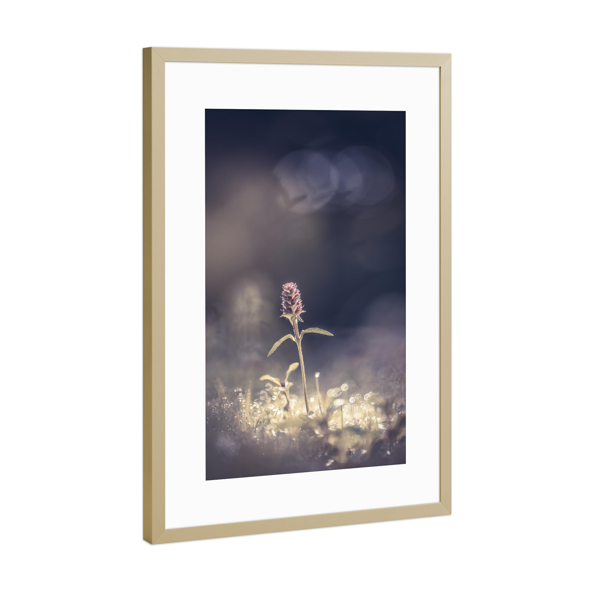 Poster mit Rahmen Gold "Braunelle" artboxONE - Natur,Floral