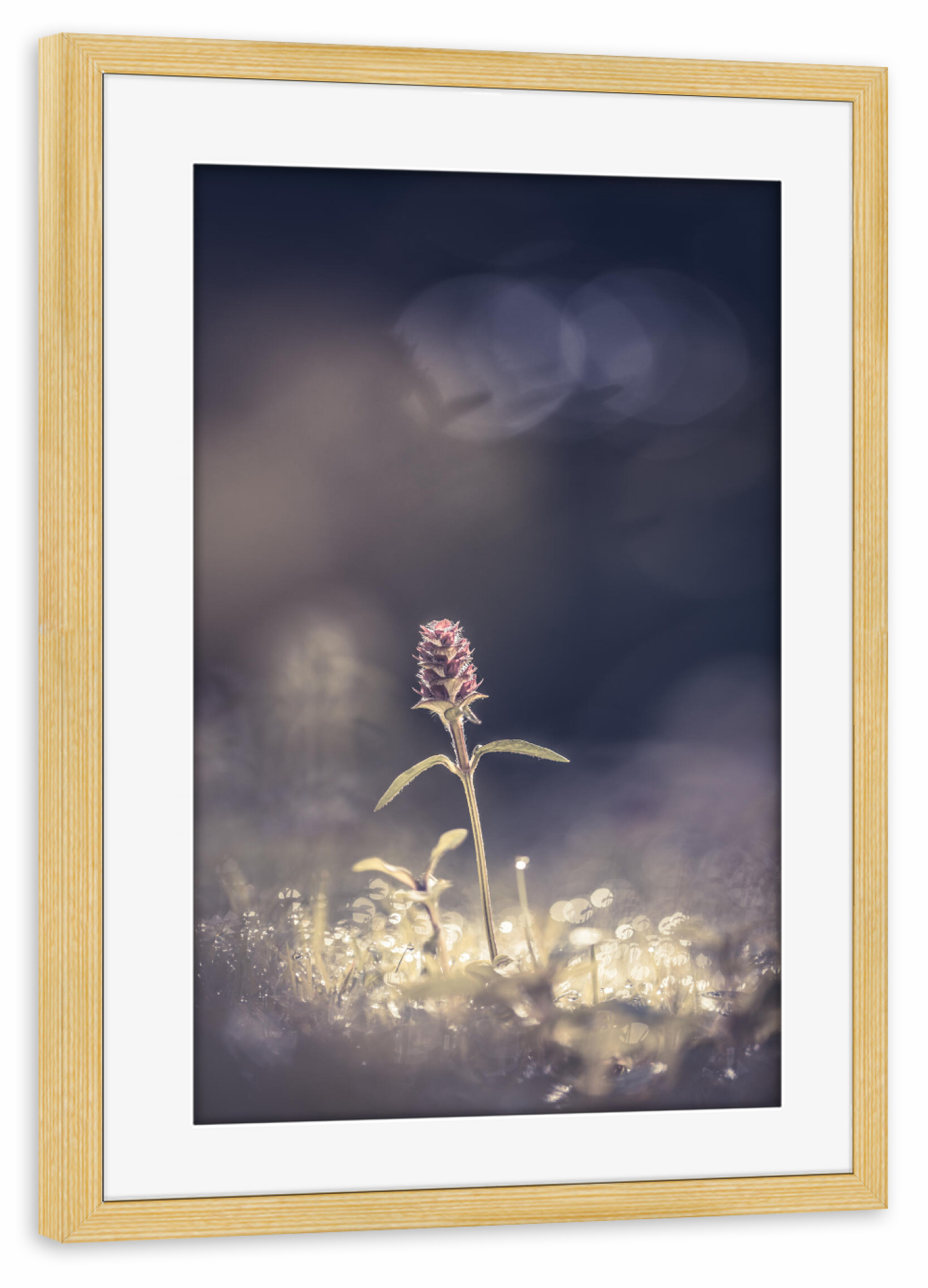 Poster mit Rahmen kiefer "Braunelle" artboxONE - Natur,Floral