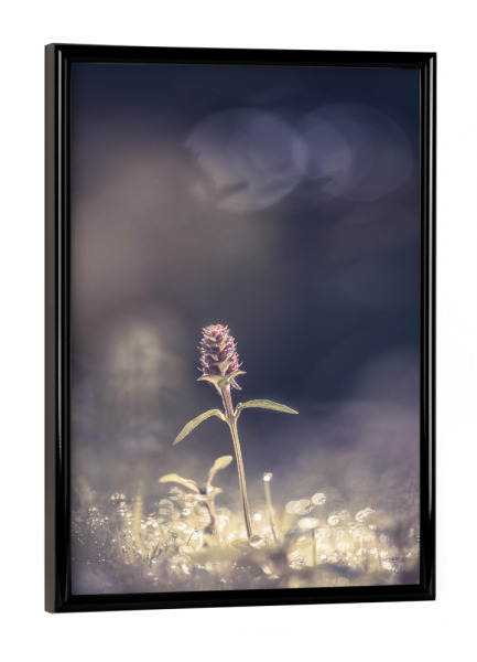 Poster mit schwarzem Rahmen "Braunelle" artboxONE - Natur,Floral
