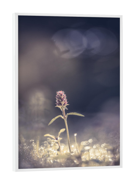 Poster mit weißem Rahmen "Braunelle" artboxONE - Natur,Floral
