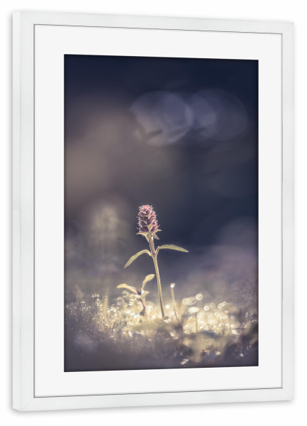 Poster mit Rahmen weiß "Braunelle" artboxONE - Natur,Floral