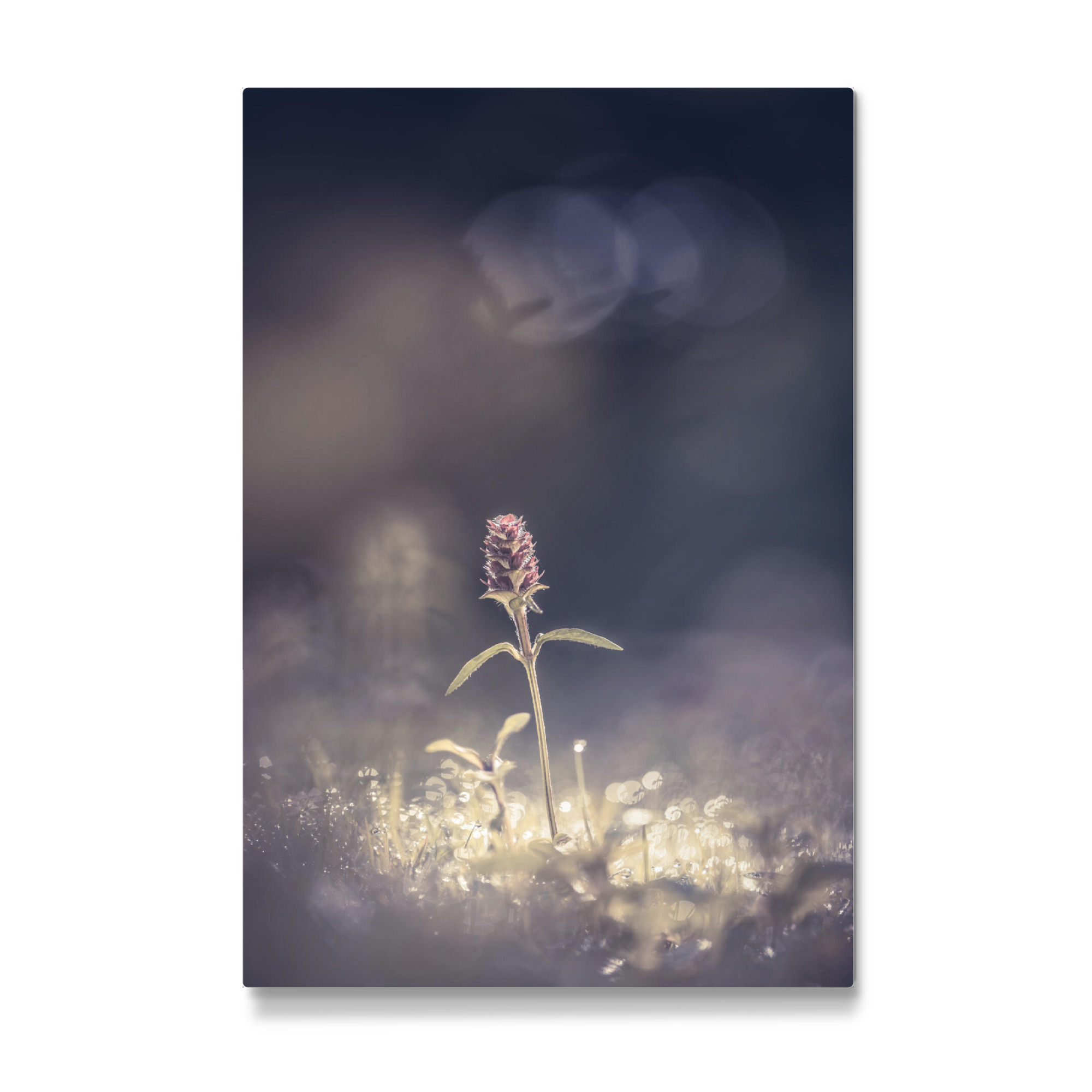 Galerie-Print "Braunelle" 75x50 cm artboxONE