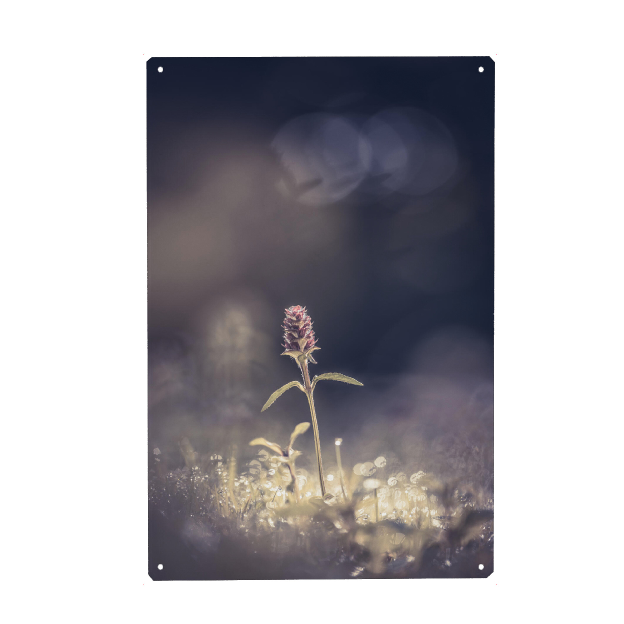 Metall Poster "Braunelle" artboxONE - Natur,Floral