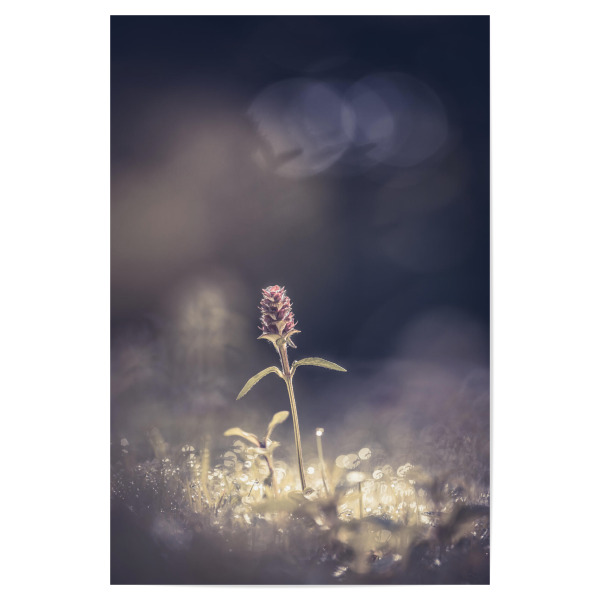 Poster "Braunelle" artboxONE - Natur,Floral