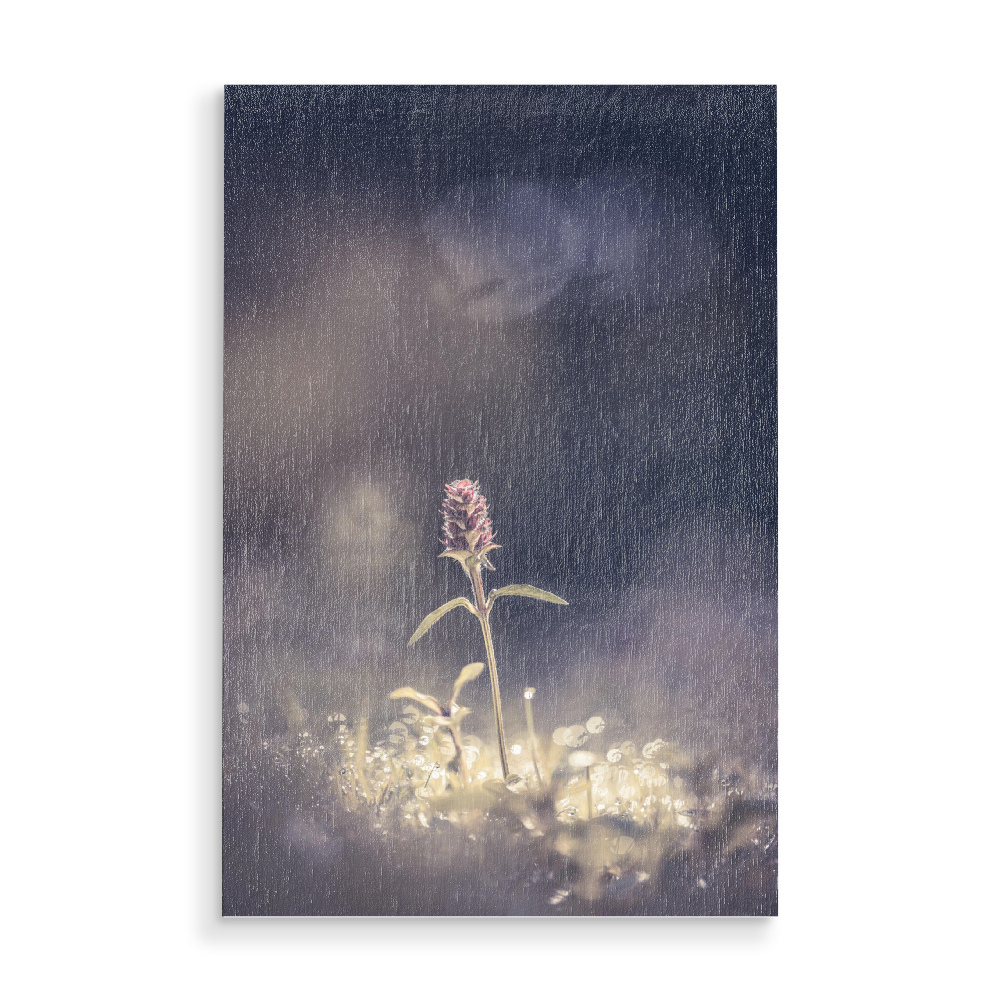 Holzbild "Braunelle" artboxONE - Natur,Floral