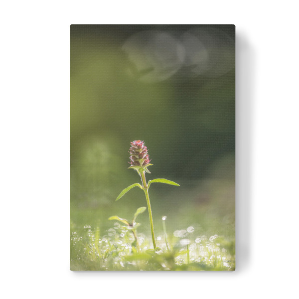 Leinwandbild "Kleine Braunelle" artboxONE - Natur,Floral