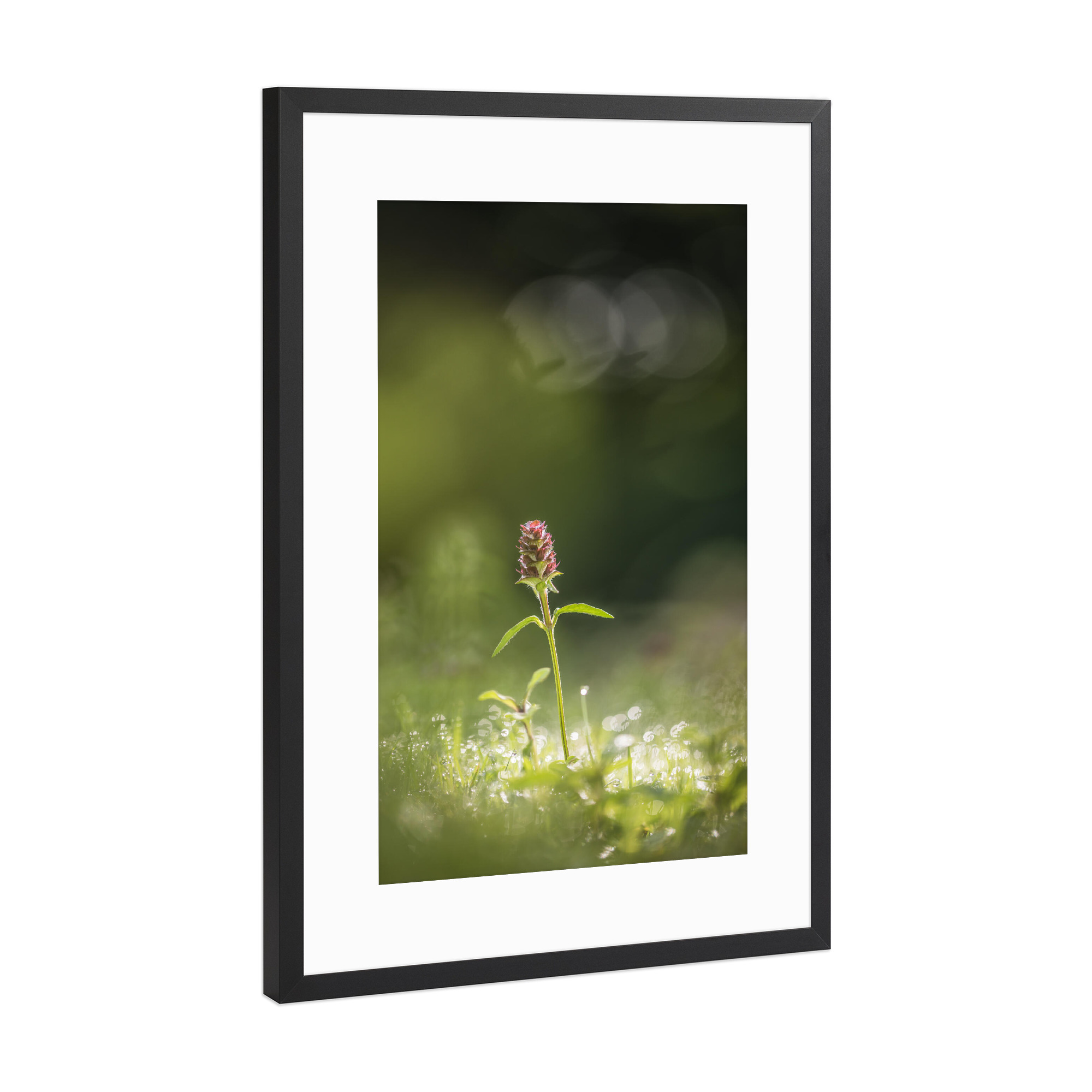 Poster mit Rahmen Schwarz (Metallic) "Kleine Braunelle" artboxONE - Natur,Floral