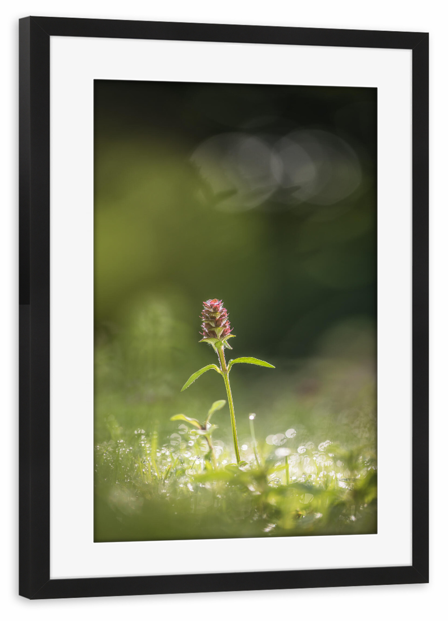 Poster mit Rahmen schwarz "Kleine Braunelle" artboxONE - Natur,Floral