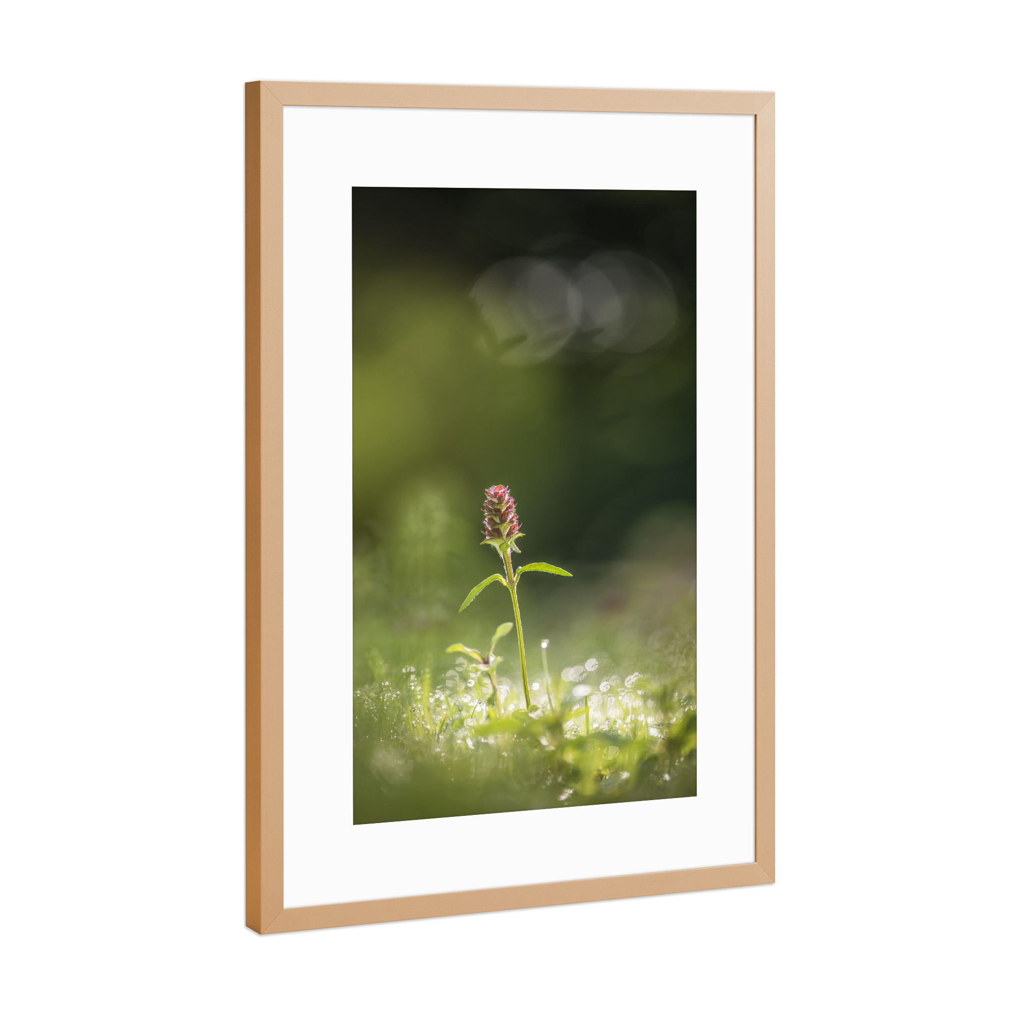Poster mit Rahmen Kupfer "Kleine Braunelle" artboxONE - Natur,Floral