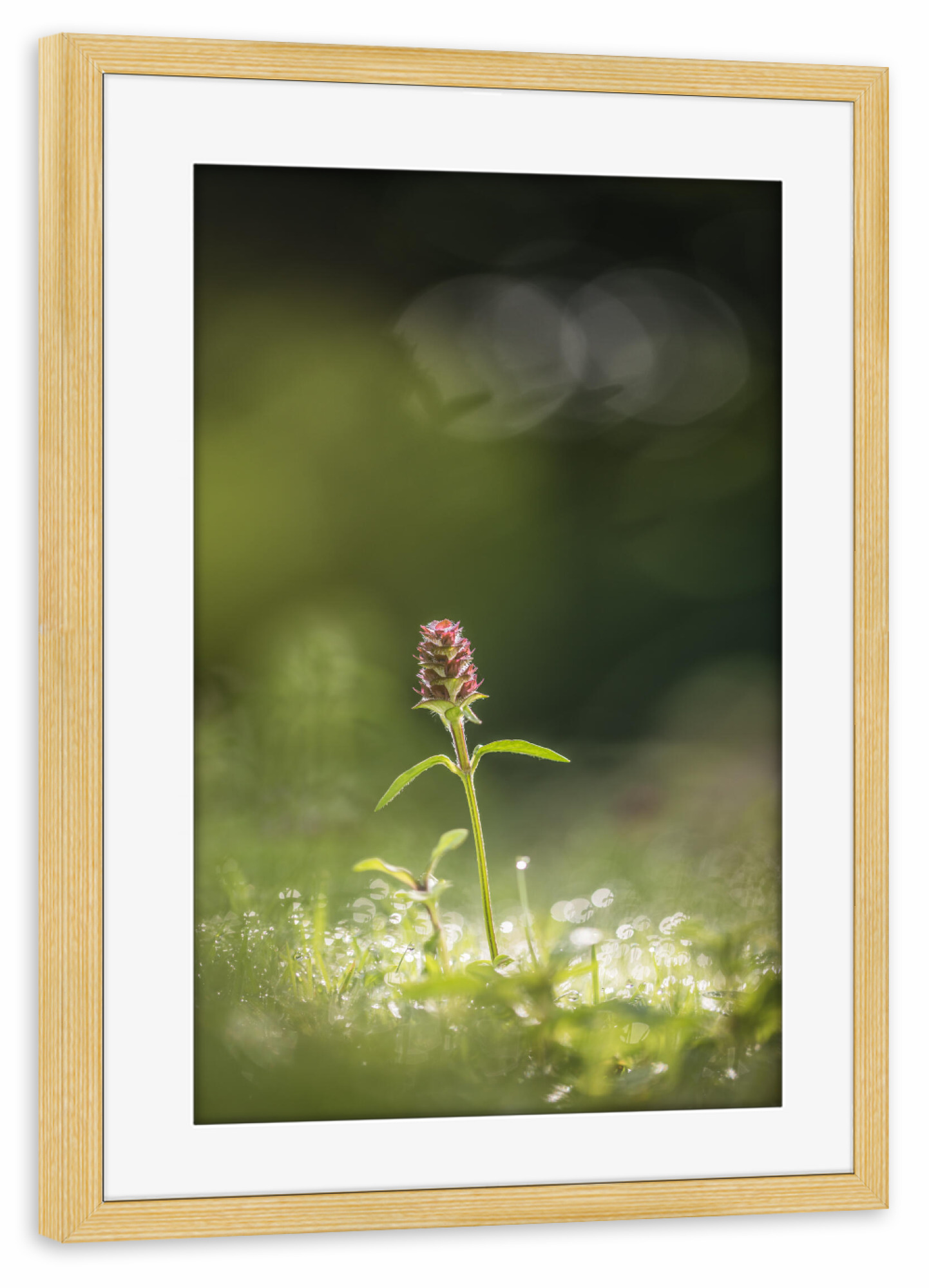 Poster mit Rahmen kiefer "Kleine Braunelle" artboxONE - Natur,Floral
