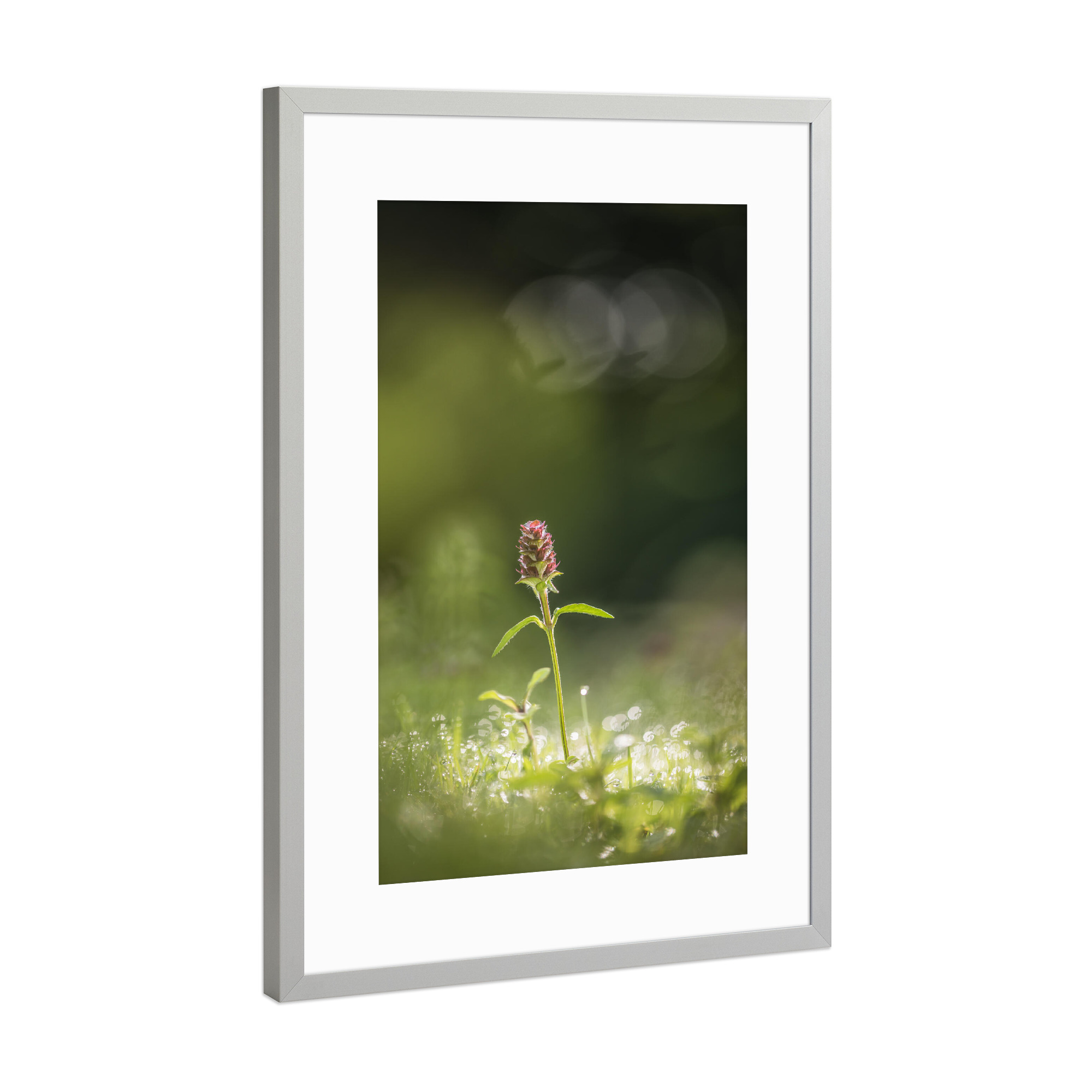 Poster mit Rahmen Silber "Kleine Braunelle" artboxONE - Natur,Floral