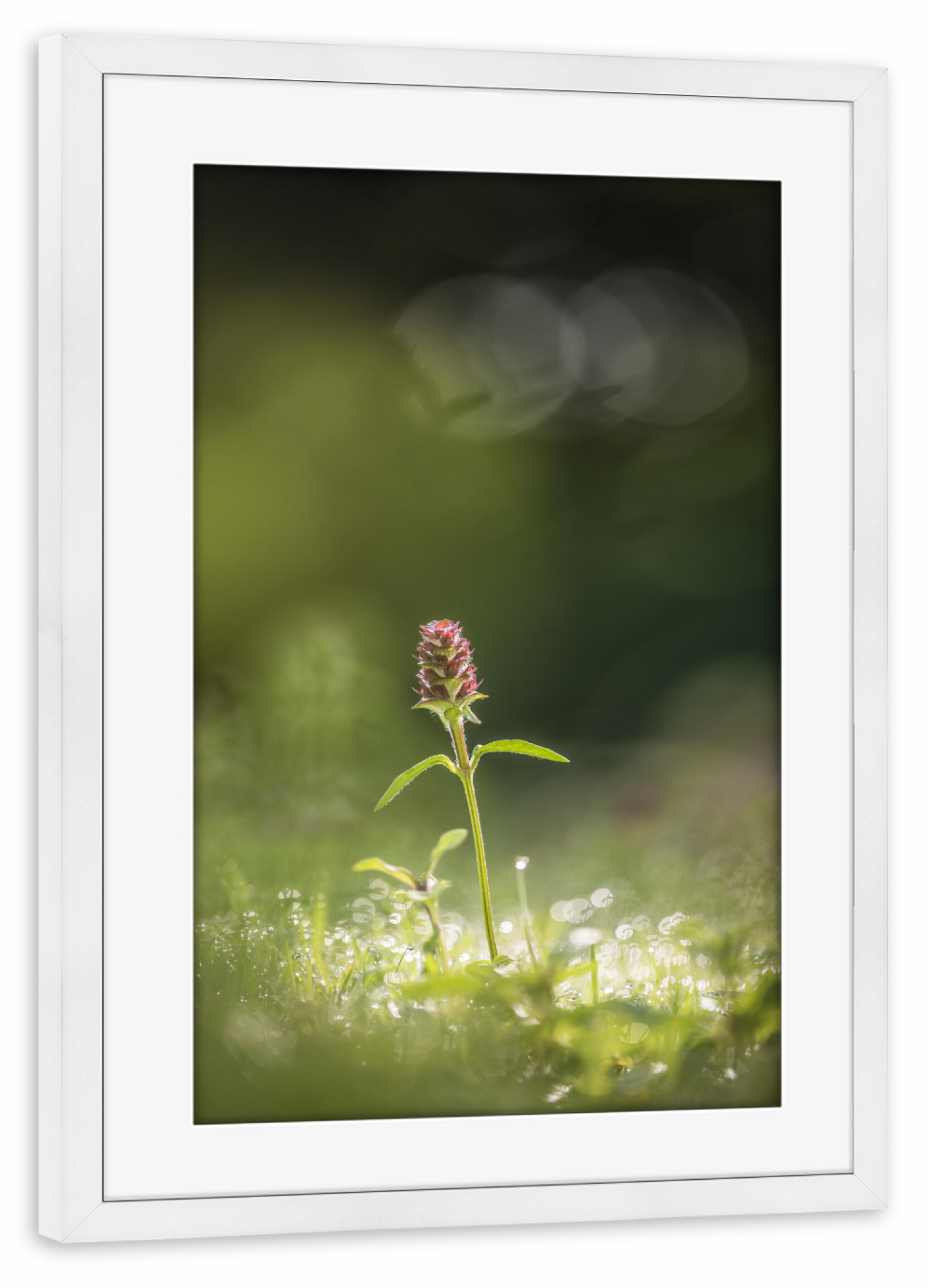 Poster mit Rahmen weiß "Kleine Braunelle" artboxONE - Natur,Floral