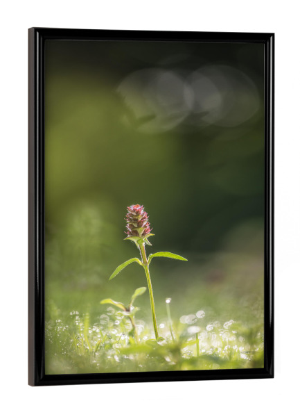 Poster mit schwarzem Rahmen "Kleine Braunelle" artboxONE - Natur,Floral