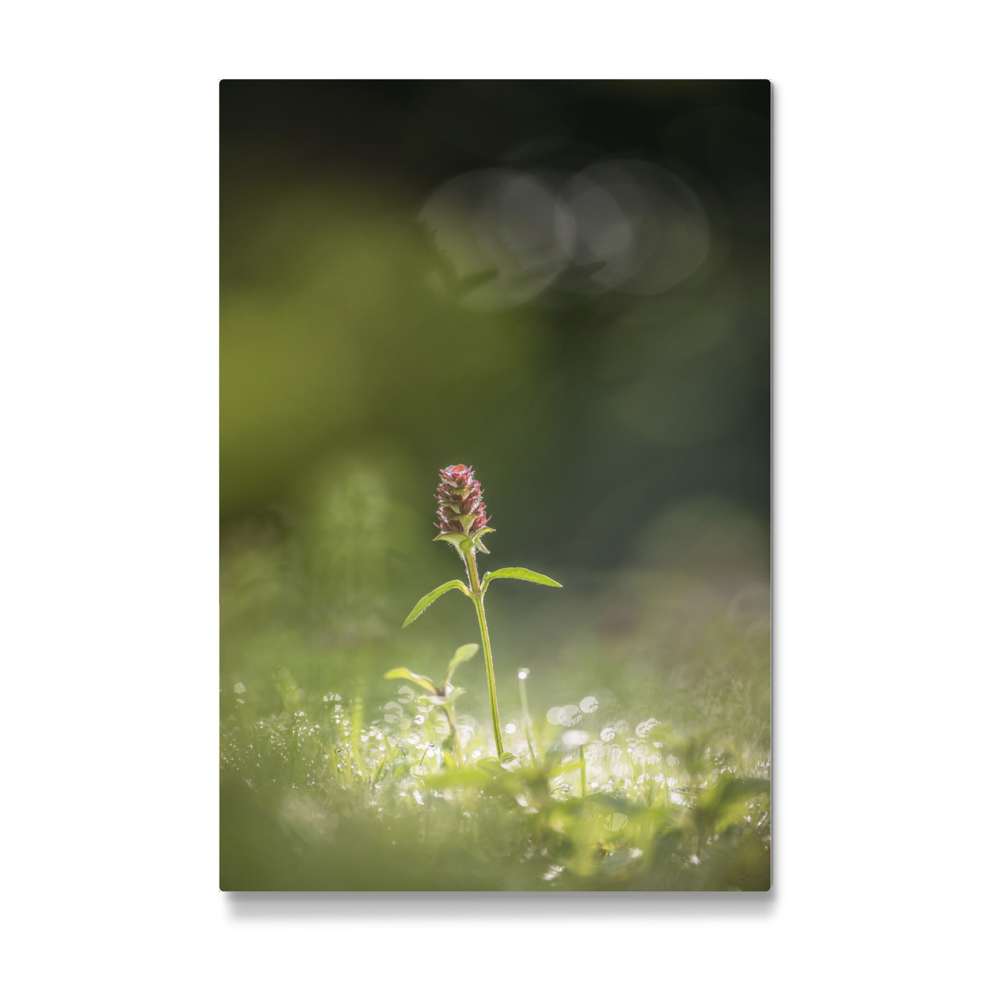 Galerie-Print "Kleine Braunelle" 30x20 cm artboxONE