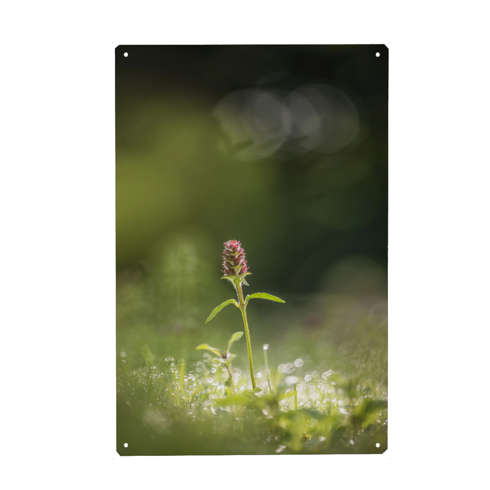 Metall Poster "Kleine Braunelle" artboxONE - Natur,Floral