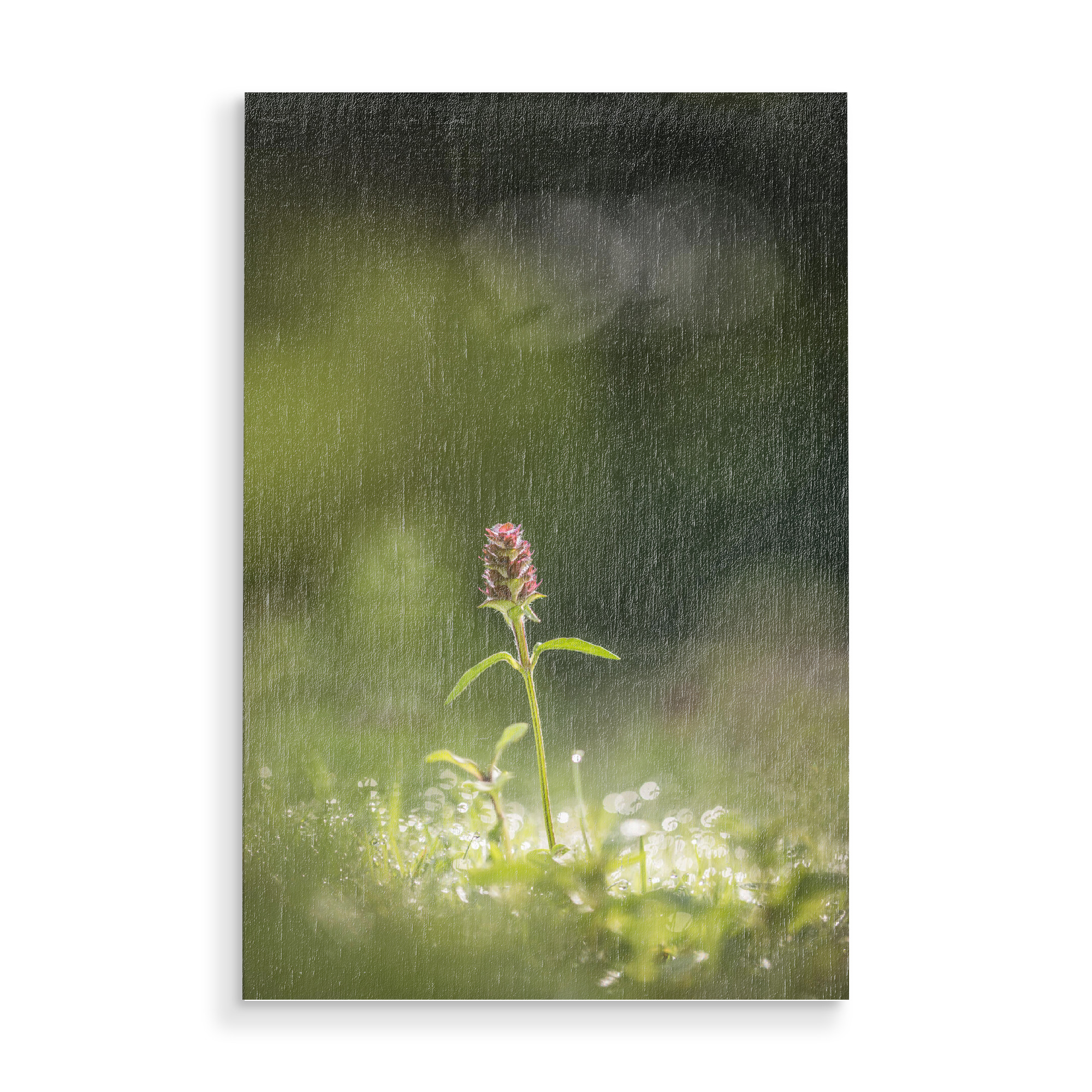 Holzbild "Kleine Braunelle" artboxONE - Natur,Floral