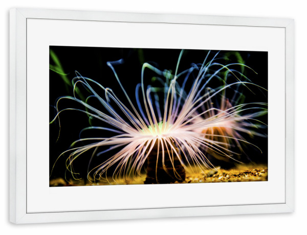 Poster mit Rahmen weiß "Seeanemonen (Actiniaria)" artboxONE - Natur,Unterwasser - Seeanemone,Natur,Nature,Unterwasser,Meer,Sea,Light,Leuchten