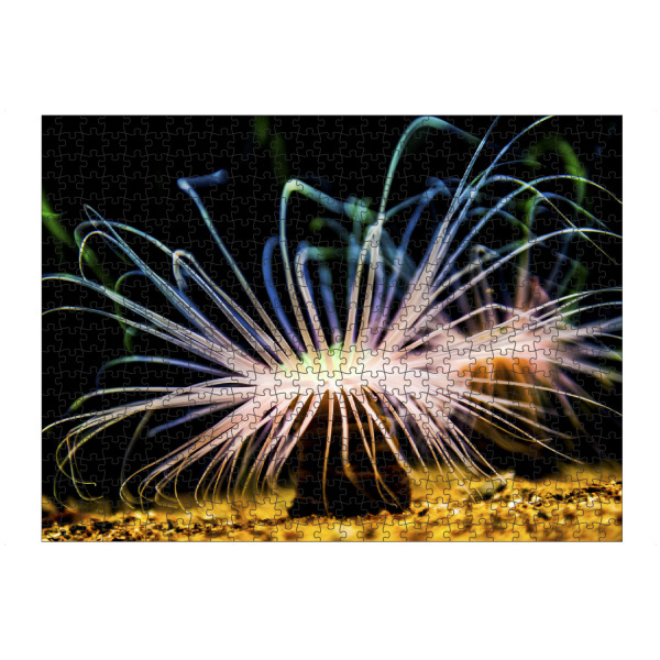 Puzzle Ravensburger "Seeanemonen (Actiniaria)" artboxONE - Natur,Unterwasser - Seeanemone,Natur,Nature,Unterwasser,Meer,Sea,Light,Leuchten