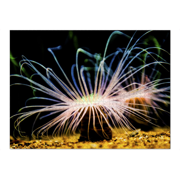 Puzzle Ravensburger "Seeanemonen (Actiniaria)" artboxONE - Natur,Unterwasser - Seeanemone,Natur,Nature,Unterwasser,Meer,Sea,Light,Leuchten