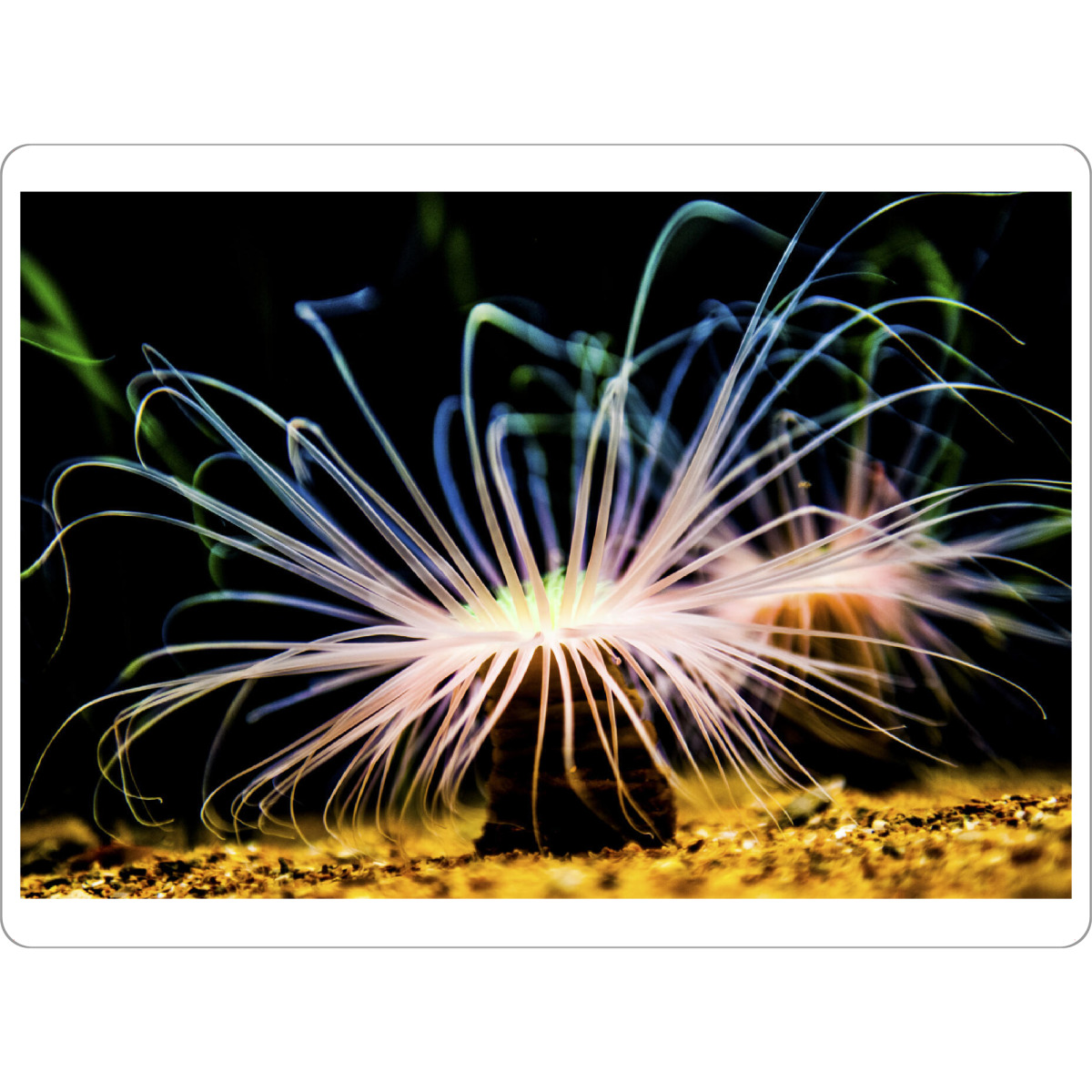 Tischset "Seeanemonen (Actiniaria)" artboxONE - Natur,Unterwasser - Seeanemone,Natur,Nature,Unterwasser,Meer,Sea,Light,Leuchten - Bild seeanemone