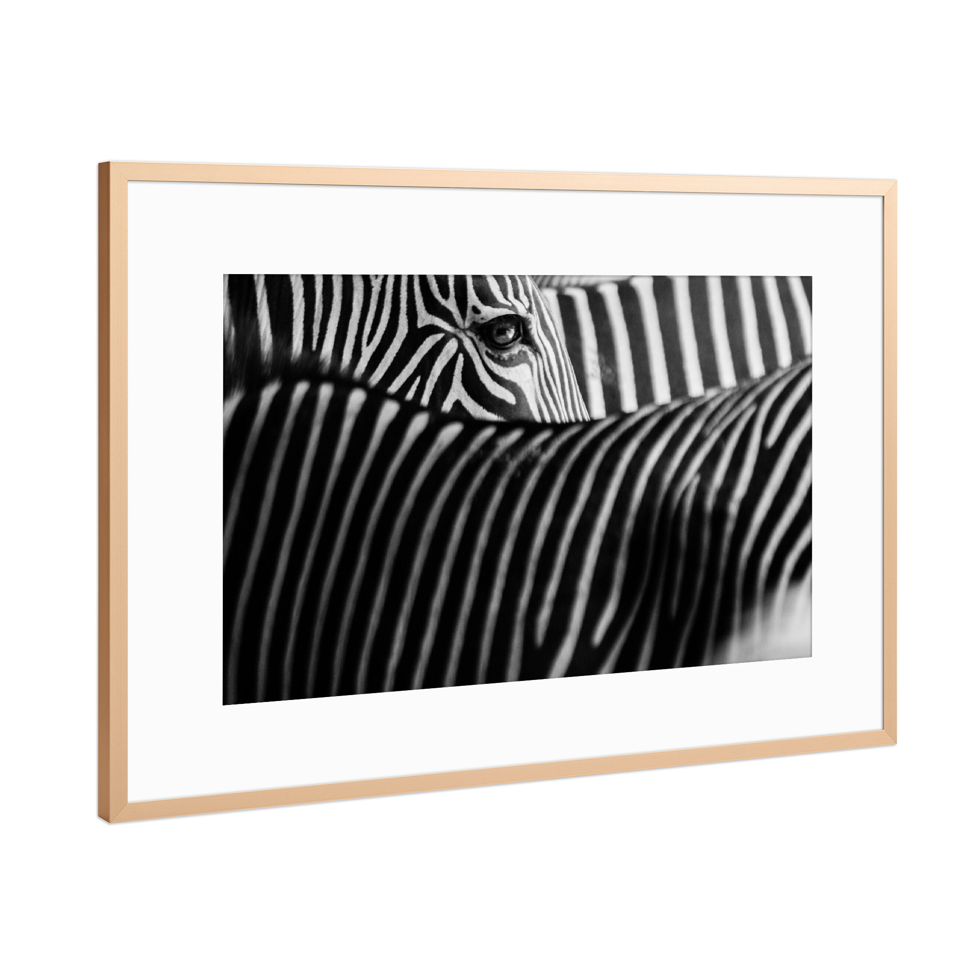 Poster mit Rahmen Kupfer "Verstecktes Zebra" artboxONE - Tiere,Schwarzweiß,Reise / Afrika