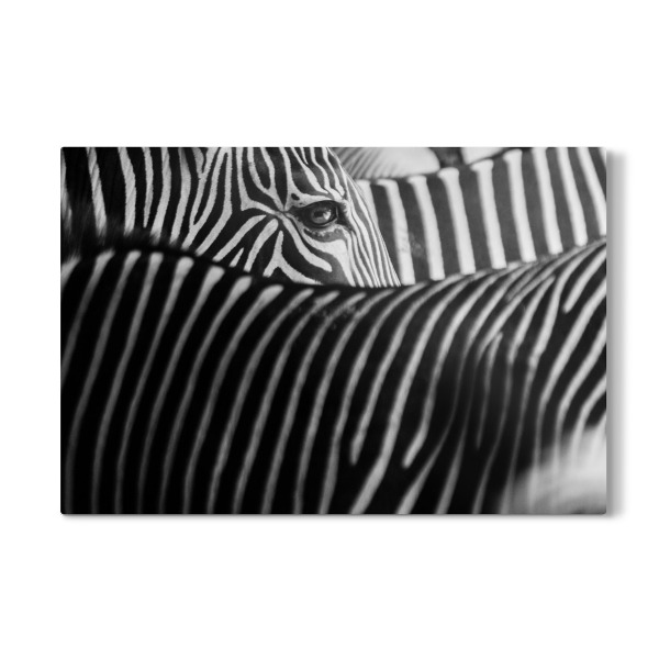 Galerie-Print "Verstecktes Zebra" 30x20 cm artboxONE