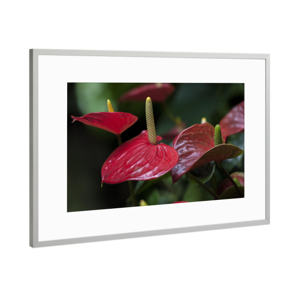 Poster mit Rahmen Silber "Flamingoblumen (Anthurium)" artboxONE - Natur,Floral - Blüte,Flamingoblume,Anthurium,Floral,Flowers,Blumen,Natur,Nature