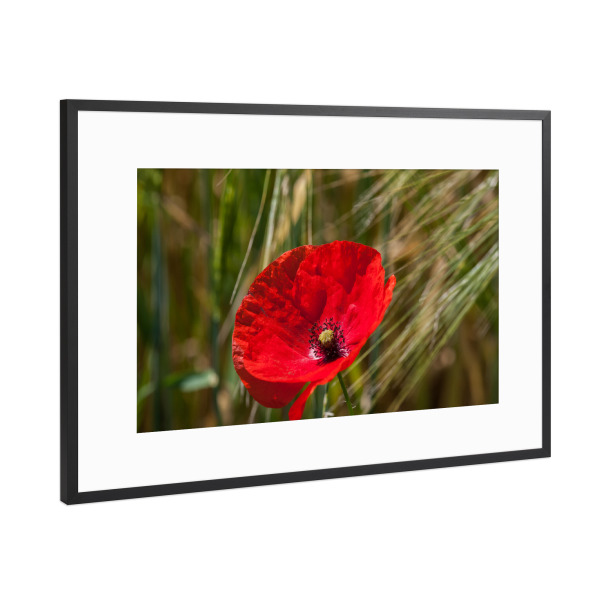 Poster mit Rahmen Schwarz (Metallic) "Mohnblüte im Weizenfeld" artboxONE - Natur,Floral