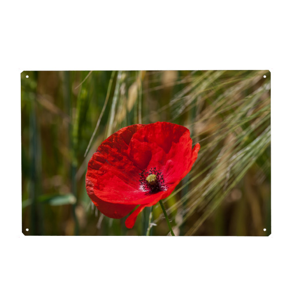 Metall Poster "Mohnblüte im Weizenfeld" artboxONE - Natur,Floral - Mohnblüte,Feld,Floral,Flower,Blume,Natur,Nature,Closeup,Nahaufnahme,Field