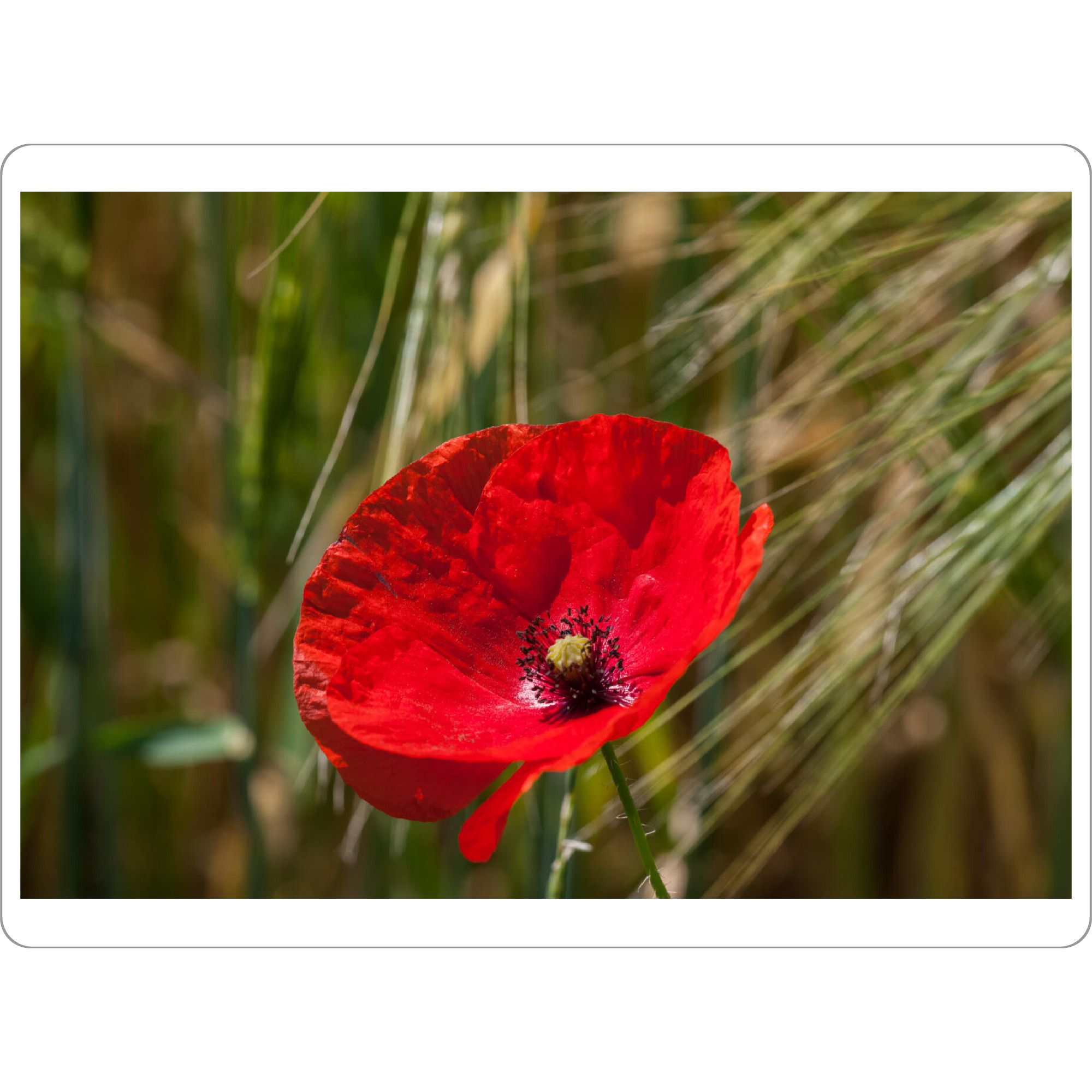 Tischset "Mohnblüte im Weizenfeld" artboxONE - Natur,Floral - Mohnblüte,Feld,Floral,Flower,Blume,Natur,Nature,Closeup,Nahaufnahme,Field