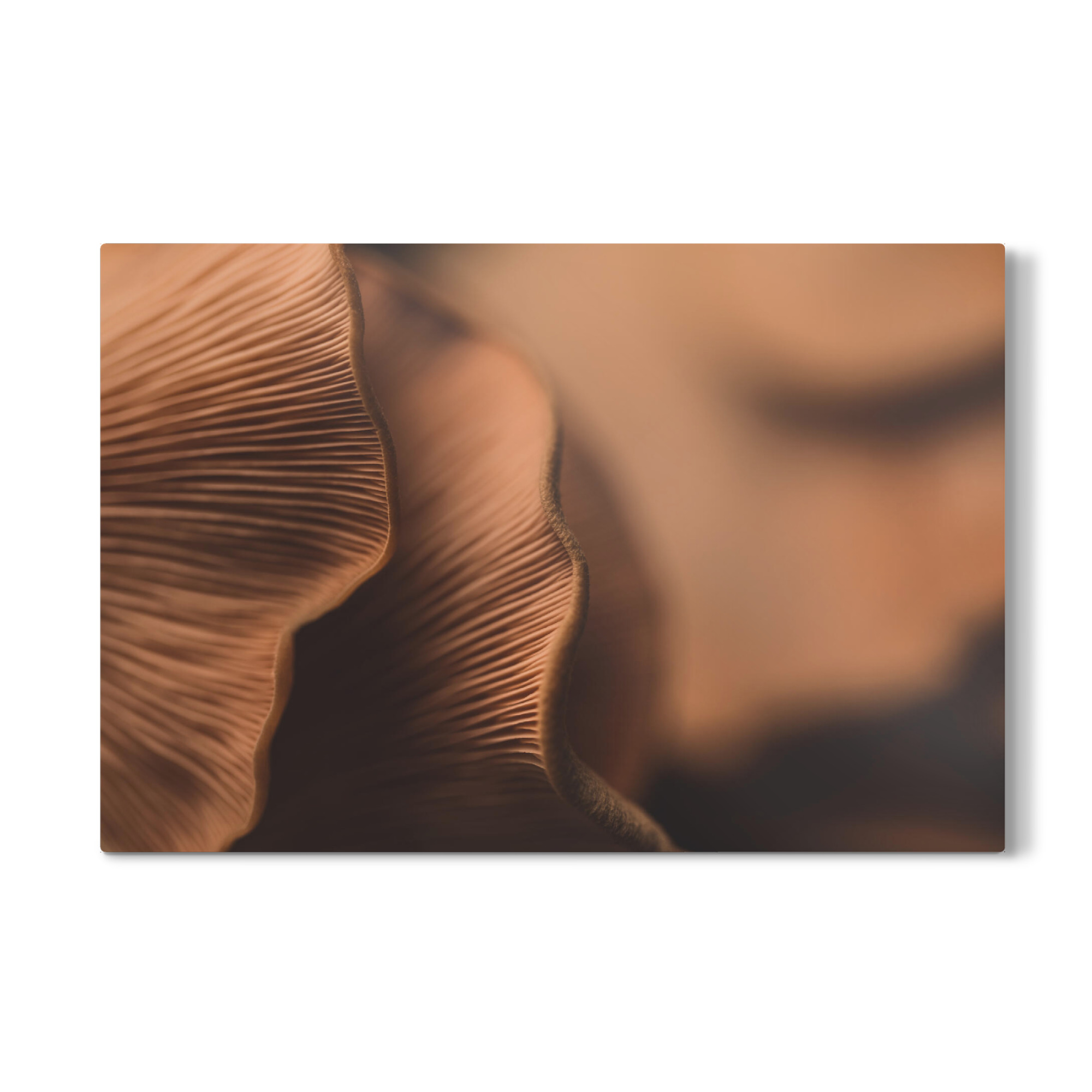 Galerie-Print "Pilzlamellen" 30x20 cm artboxONE