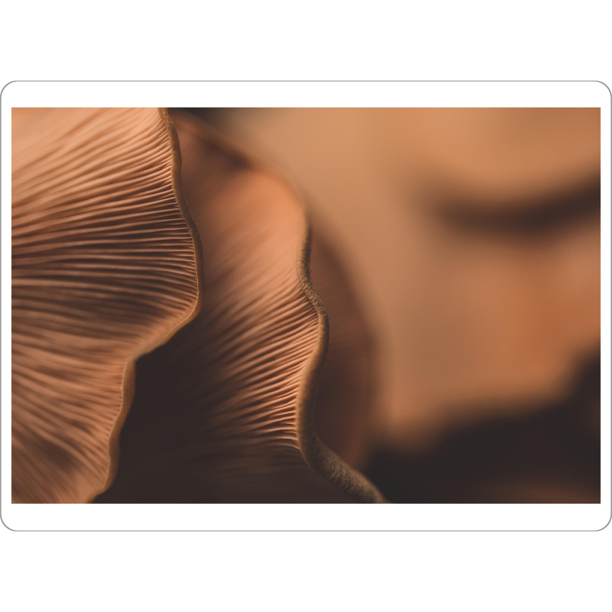 Tischset "Pilzlamellen" artboxONE - Natur - Pilz,Lamellen,Nahaufnahme,Makrofotografie,Pilzunterseite,Fungi,Pilze,Plant,Pflanze,Nahaufnhame,Closeup