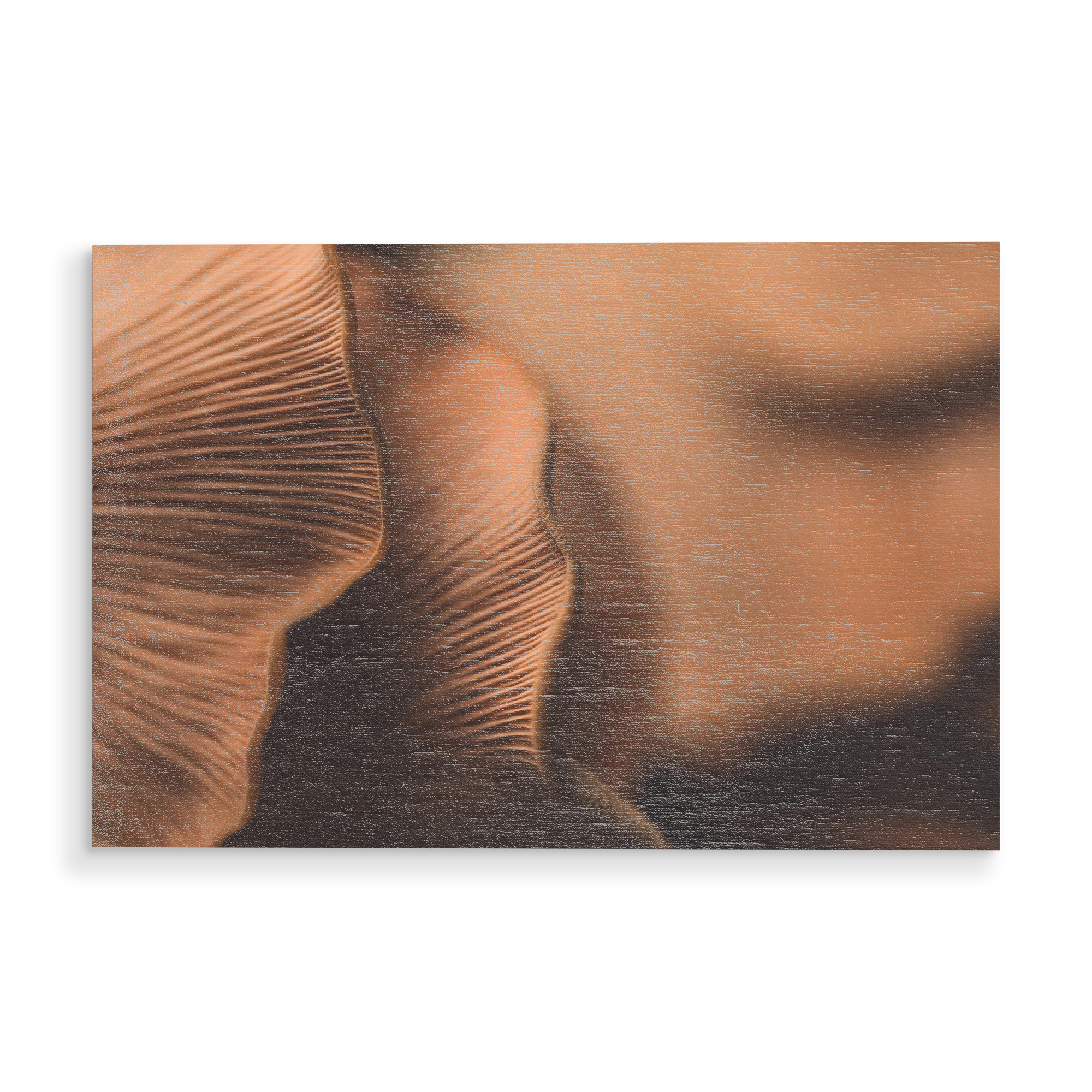Holzbild "Pilzlamellen" artboxONE - Natur - Pilz,Lamellen,Nahaufnahme,Makrofotografie,Pilzunterseite,Fungi,Pilze,Plant,Pflanze,Nahaufnhame,Closeup
