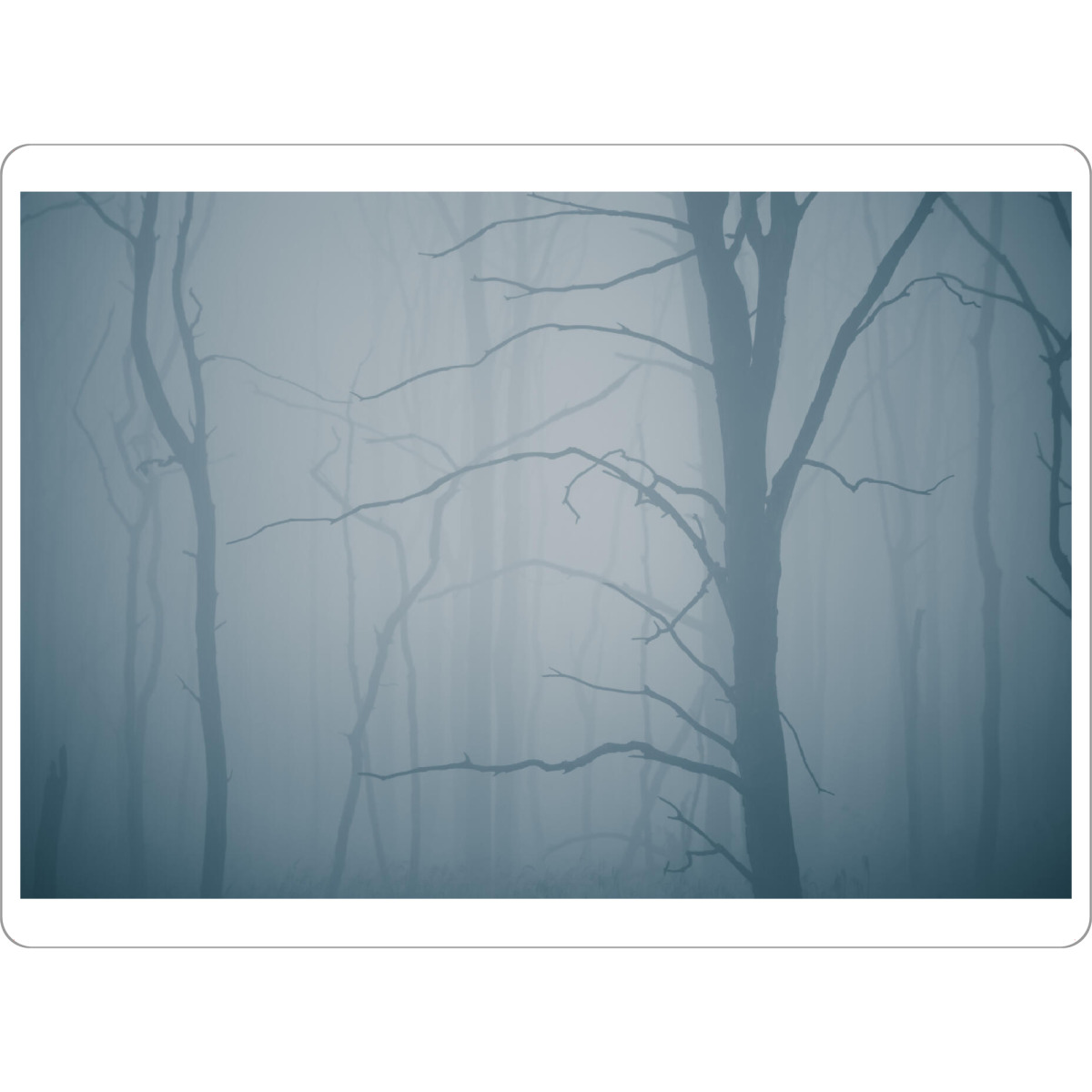 Tischset "Geisterwald" artboxONE - Natur - Bäume,Toter wald,Baumstämme,Nebel,Nebelig,Naturfotografie,Düster,Anklamer stadtbruch,Mecklenburg-vorpommern