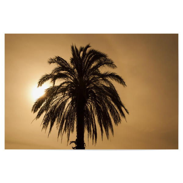 Poster "Palme im Sonnenuntergang" artboxONE - Natur,Reise