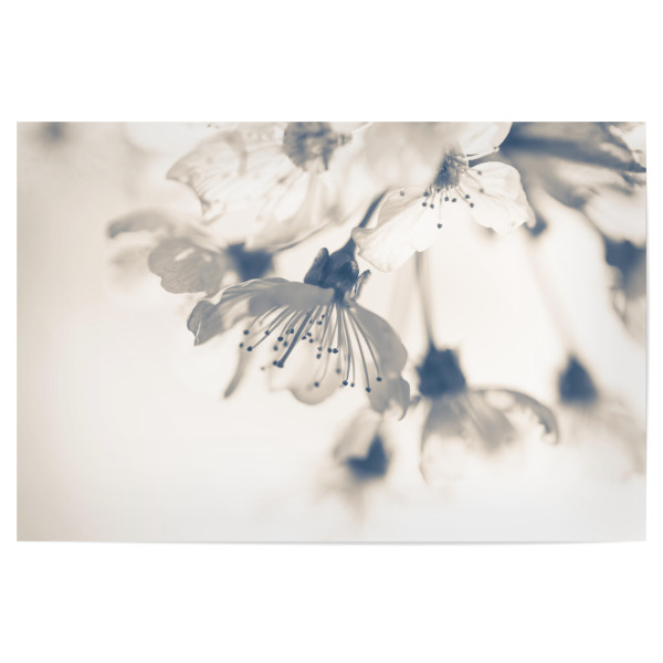 Poster 30x20 cm "Cherry blossom Monochrome" artboxONE - Natur