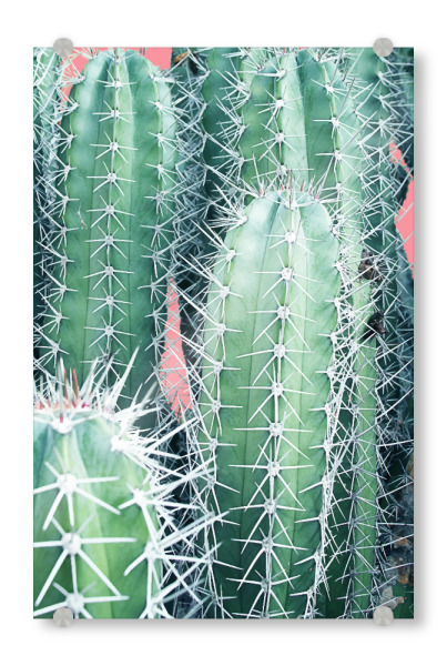 Acrylglasbild "Cactus Up Close" artboxONE - Natur - Realism,Cactus,Succulent,Desert,Cacti,Plant,Exotic,Floral,Natur,Nature,Botanical,Wüste