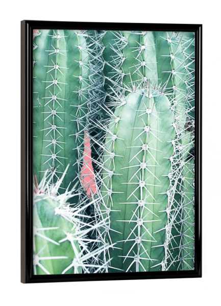Poster mit schwarzem Rahmen "Cactus Up Close" artboxONE - Natur