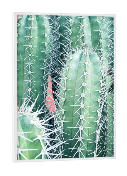 Poster mit weißem Rahmen "Cactus Up Close" artboxONE - Natur - Realism,Cactus,Succulent,Desert,Cacti,Plant,Exotic,Floral,Natur,Nature,Botanical,Wüste