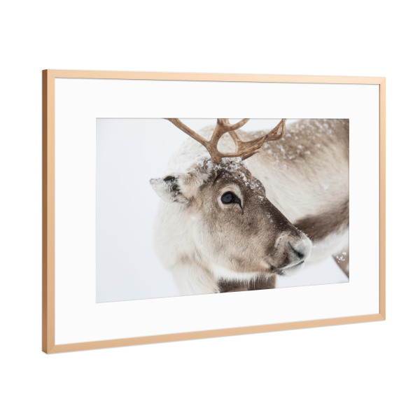 Poster mit Rahmen Kupfer "Rentier in Lappland" artboxONE - Natur,Tiere