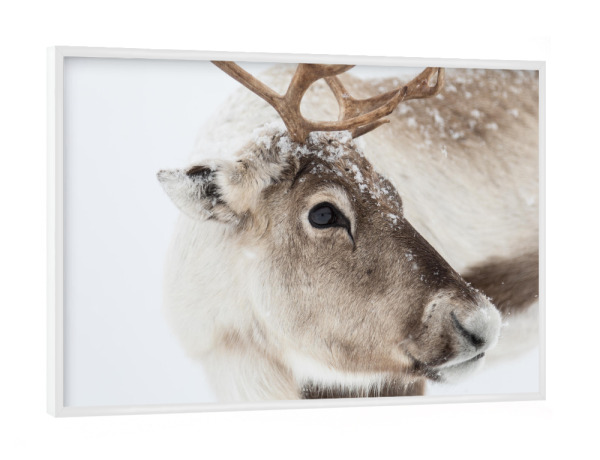 Poster mit weißem Rahmen "Rentier in Lappland" artboxONE - Natur,Tiere