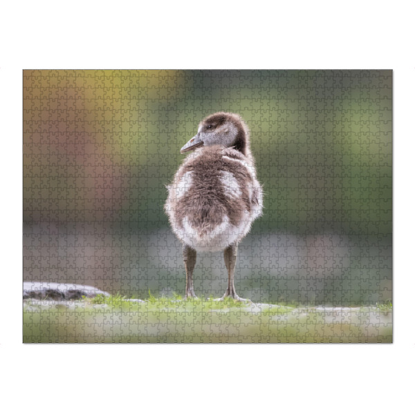 Puzzle Ravensburger "Ready to grow up" artboxONE - Natur,Tiere