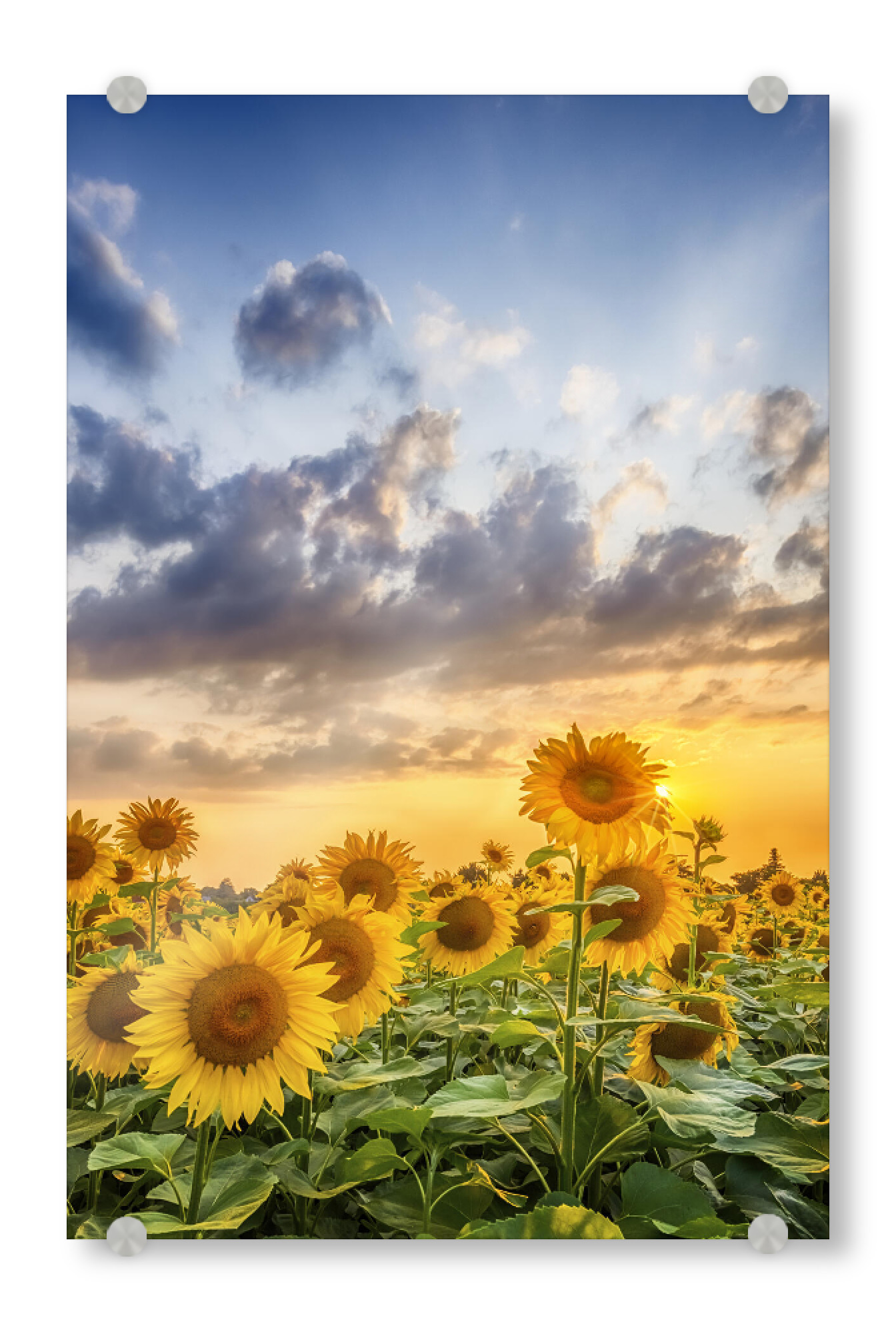 Acrylglasbild "Sonnenblumen am Abend" artboxONE - Natur,Floral