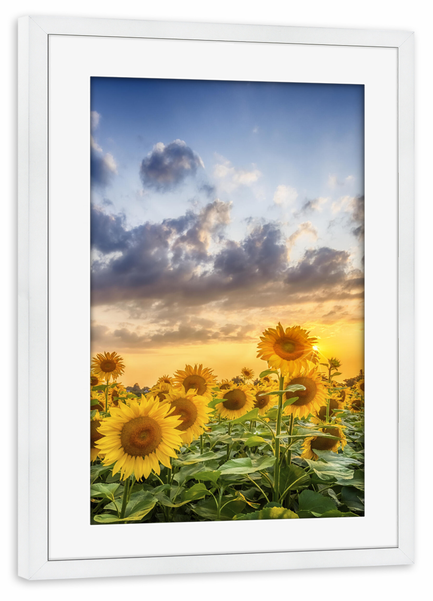 Poster mit Rahmen weiß "Sonnenblumen am Abend" artboxONE - Natur,Floral