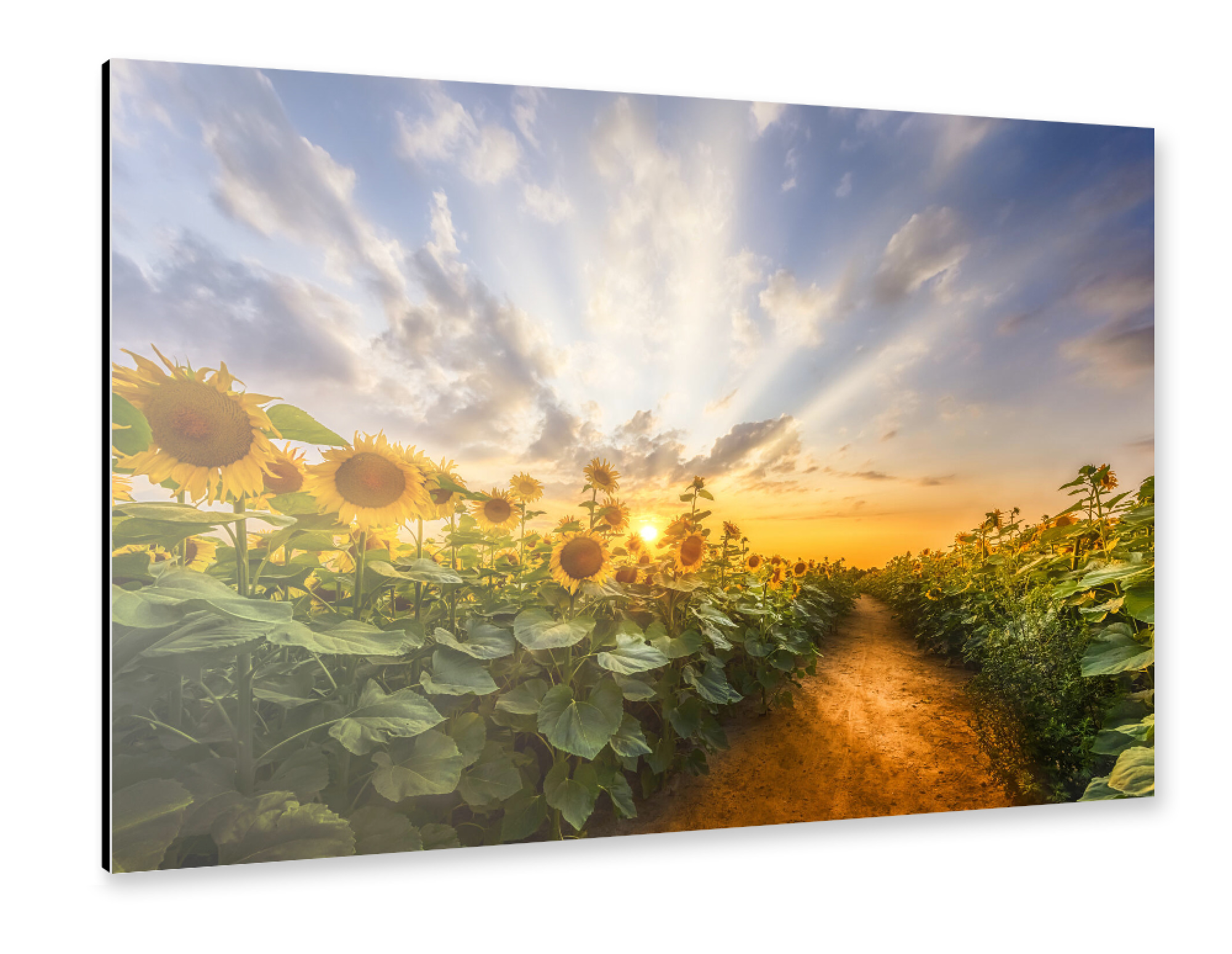 Alu-Dibond "Pfad im Sonnenblumenfeld" 30x20 cm artboxONE