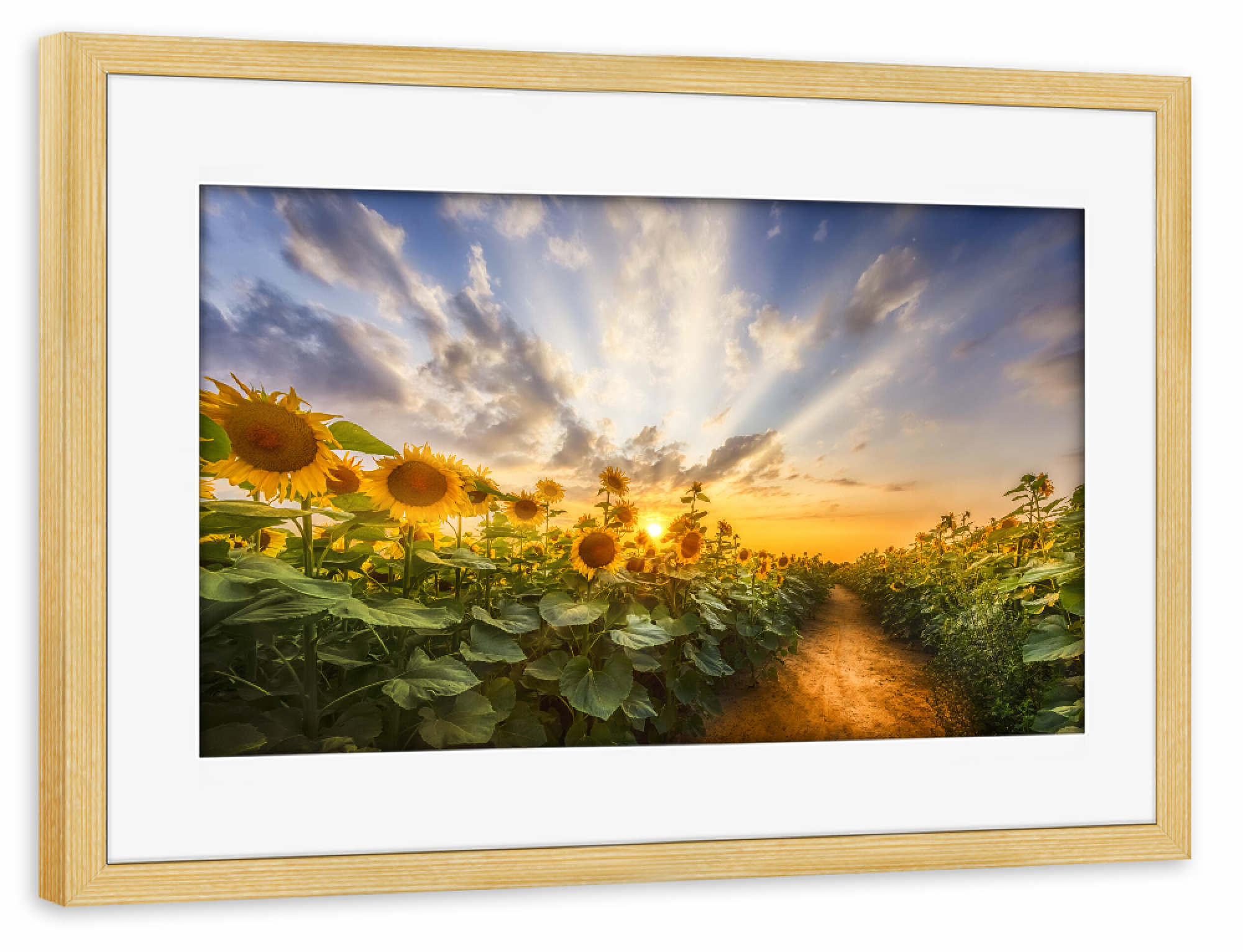 Poster mit Rahmen kiefer "Pfad im Sonnenblumenfeld" artboxONE - Natur,Floral