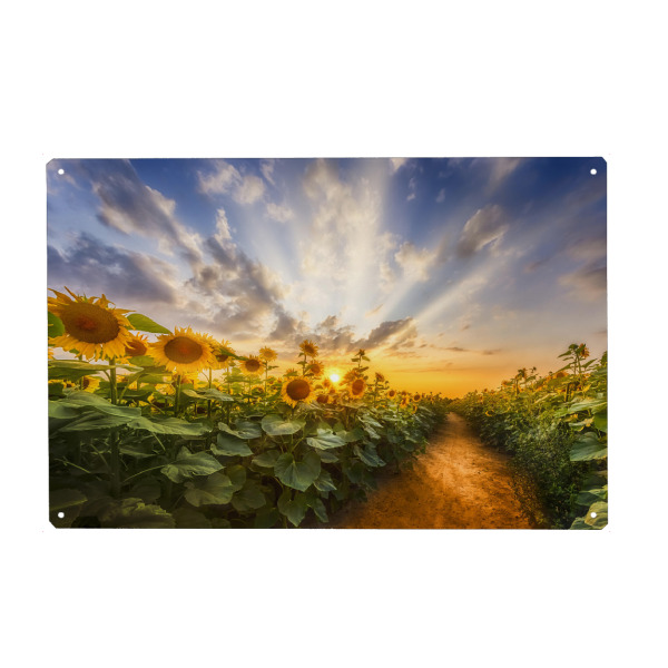 Holzbild "Pfad im Sonnenblumenfeld" artboxONE - Natur,Floral